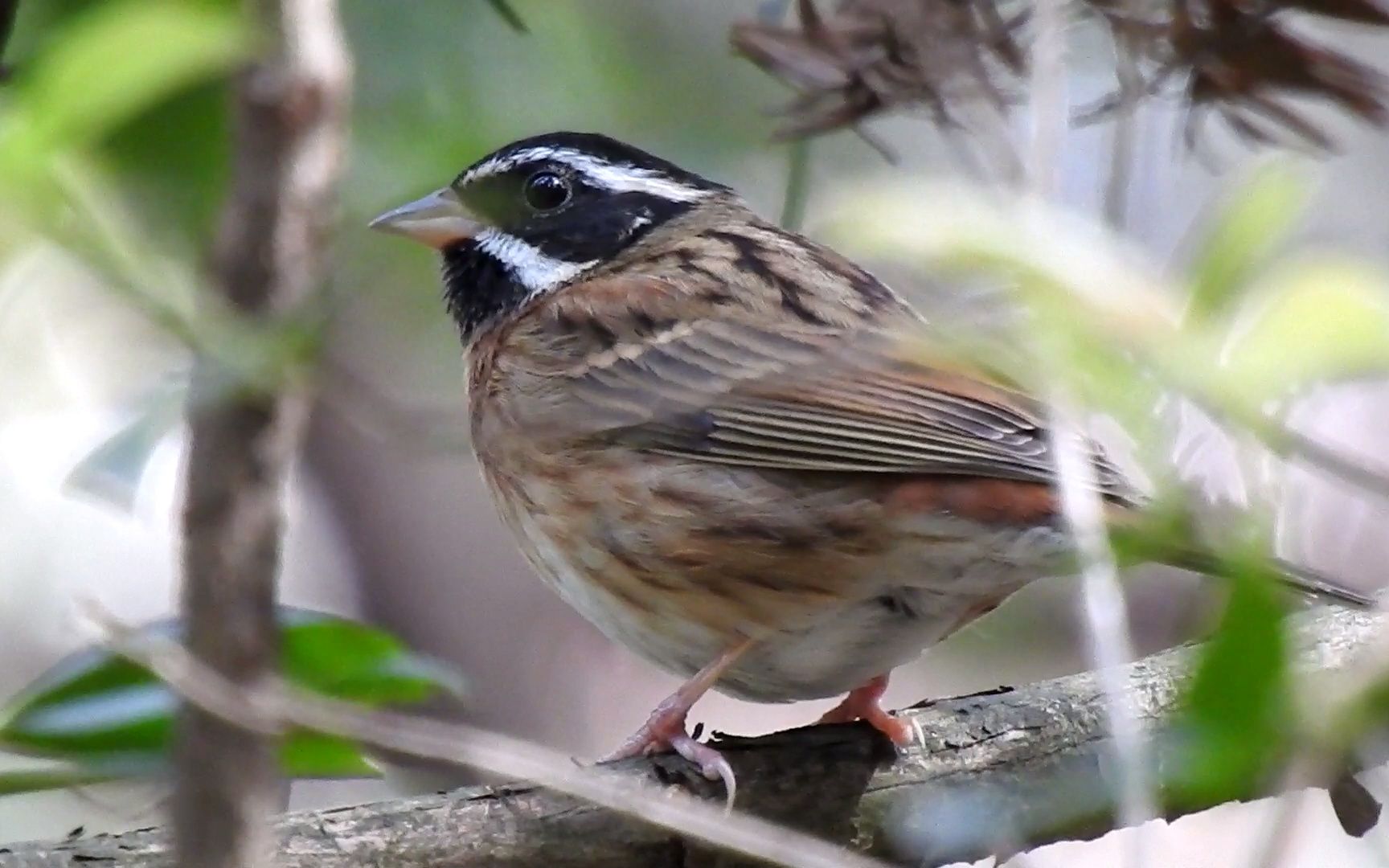 活动作品白眉鹀