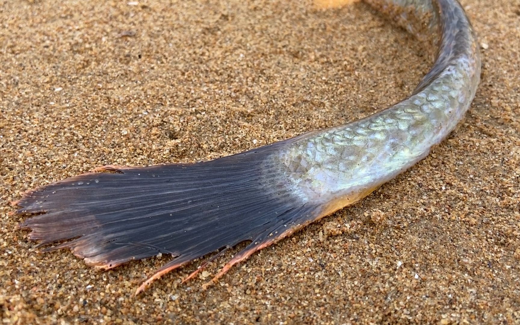 海边又退大潮,小斗赶海捡到比手大三倍的沙光鱼,还抓到活带子_哔哩哔