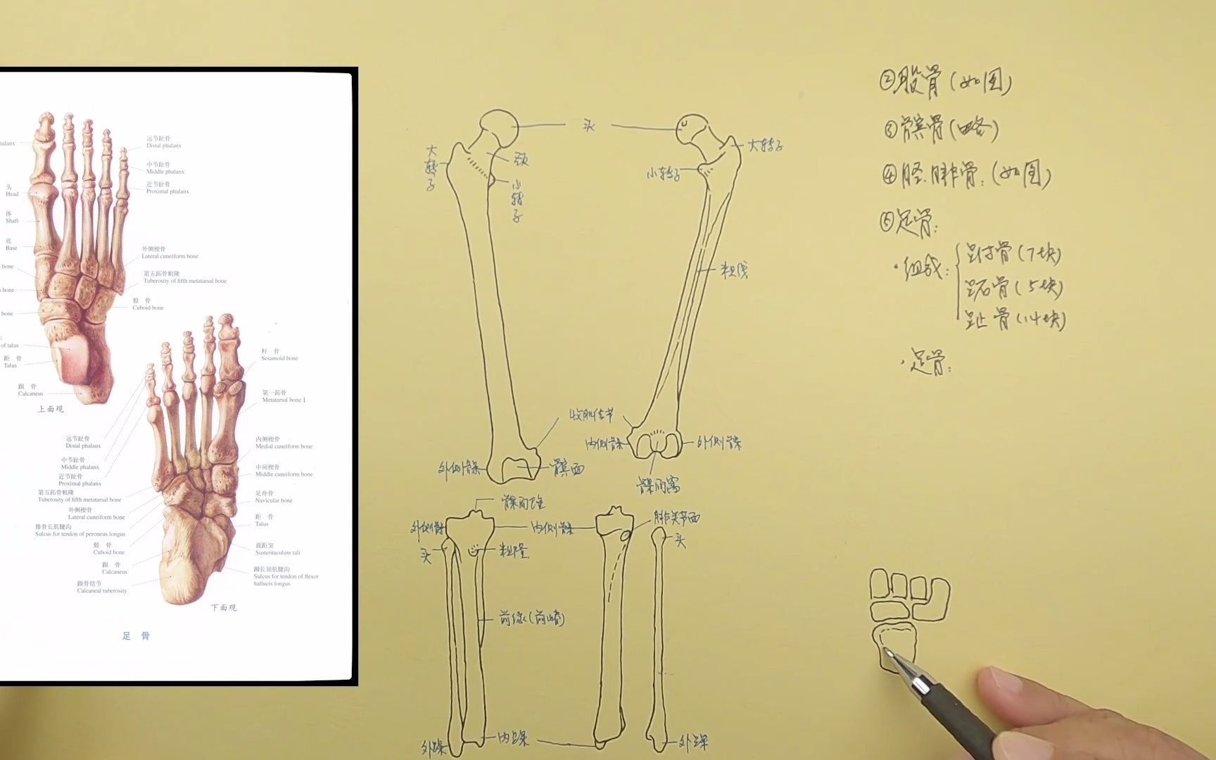 霍琨微课:足骨速记系统解剖学专升本霍琨哔哩哔哩bilibili
