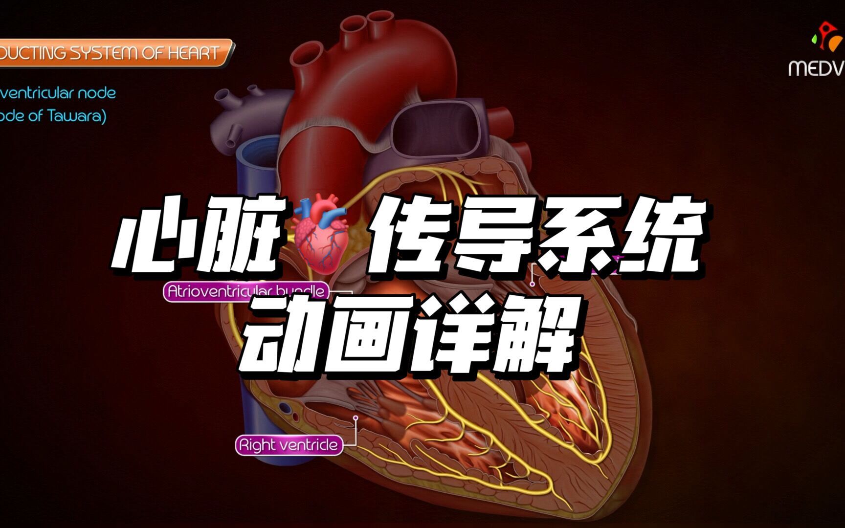 【自制双语】心脏传导系统动画详解 Conduction system of the heart哔哩哔哩bilibili