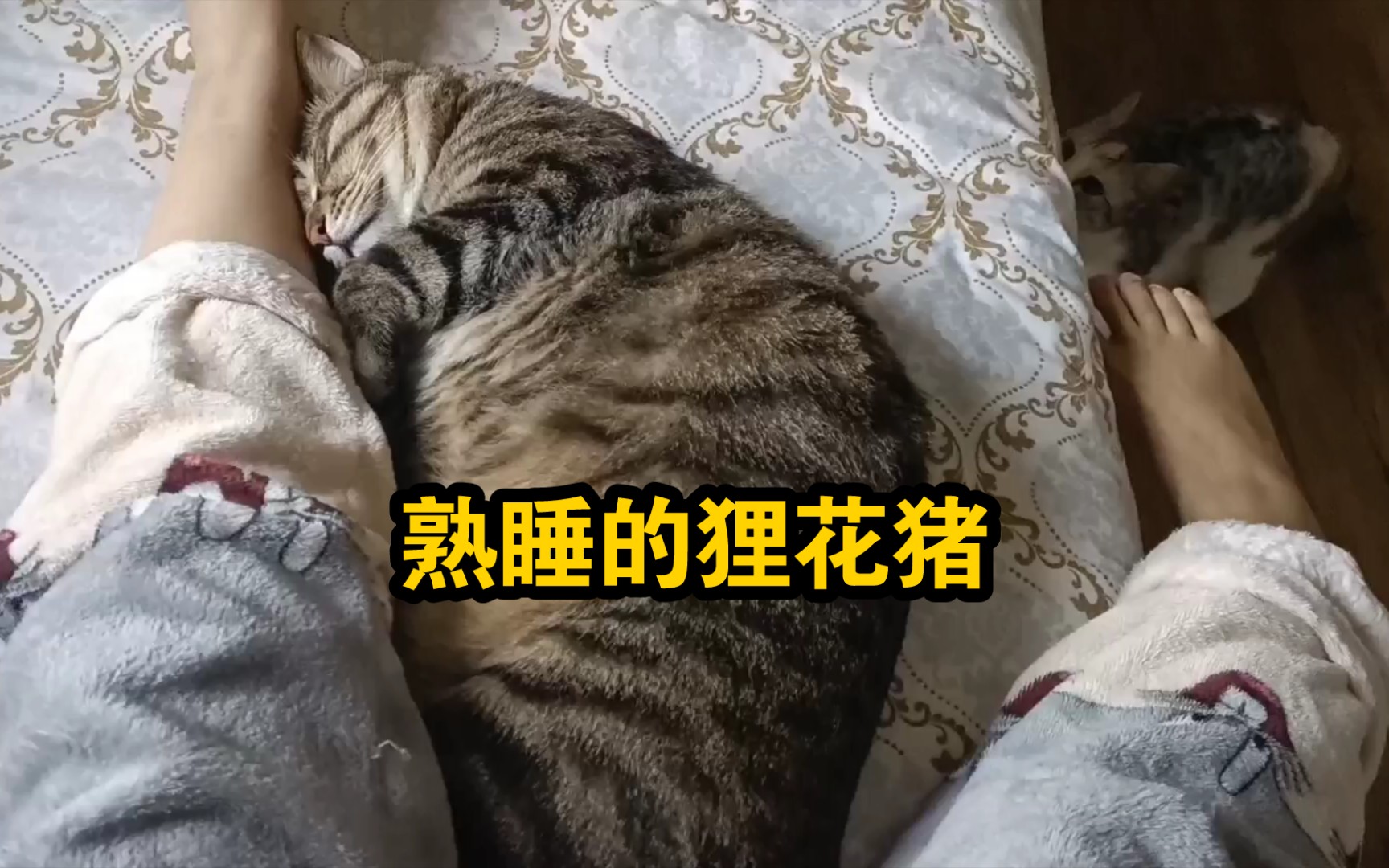 [图]挑战把熟睡的狸花猪弄醒，看它会不会咬人？