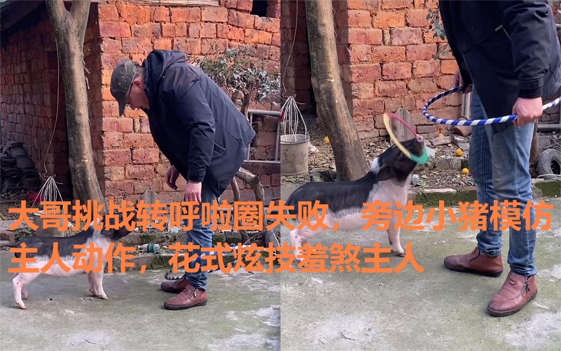 大哥挑战转呼啦圈失败,旁边小猪模仿主人动作,花式炫技羞煞主人