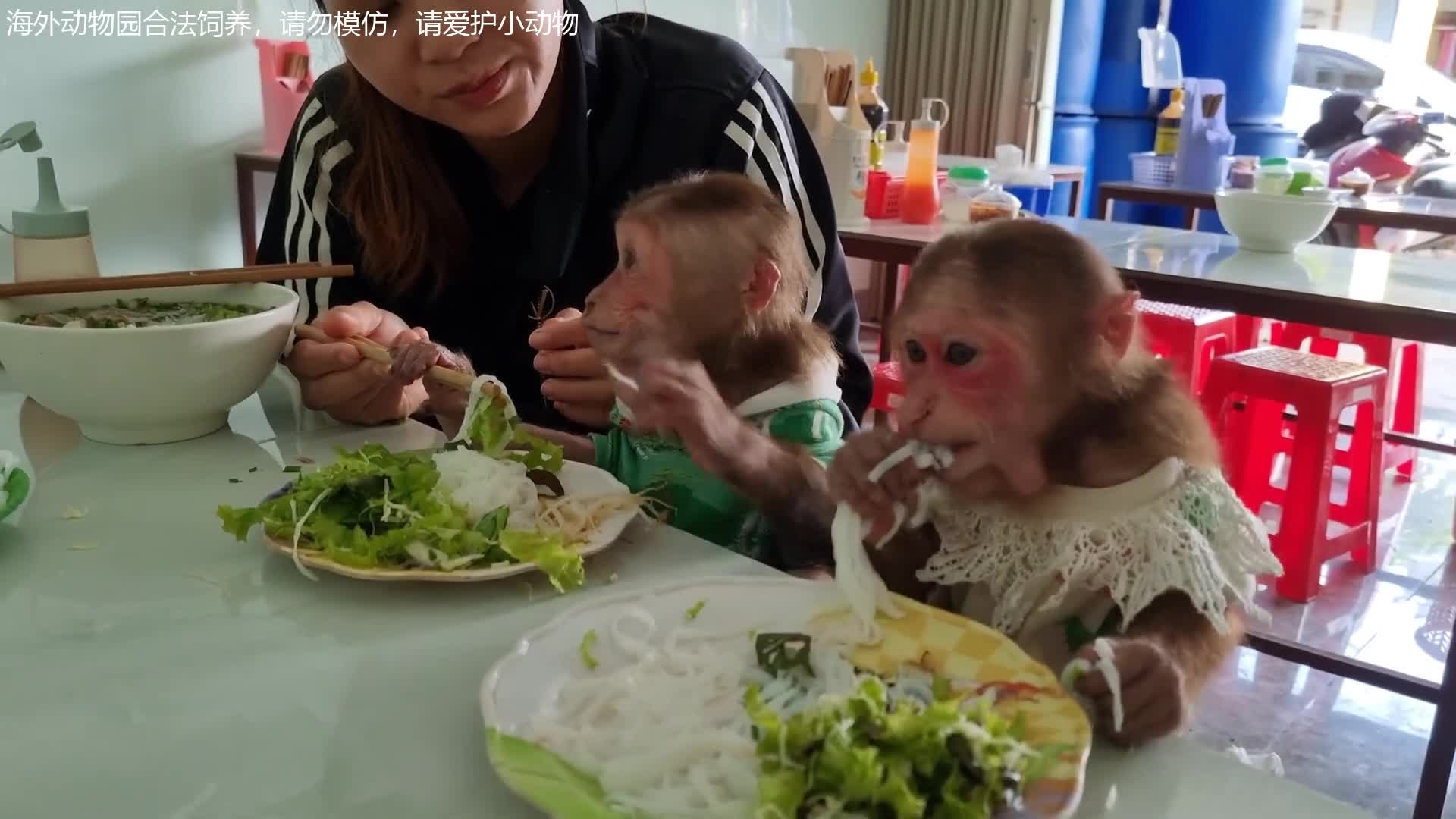 带猴子上馆子吃炒面