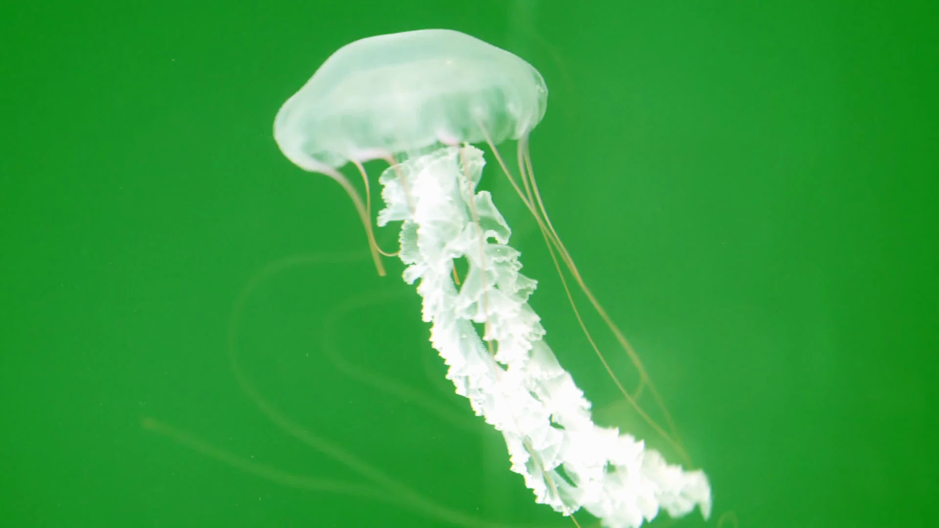 【绿幕素材】4k水母绿幕素材包无版权无水印[2160p 4k]
