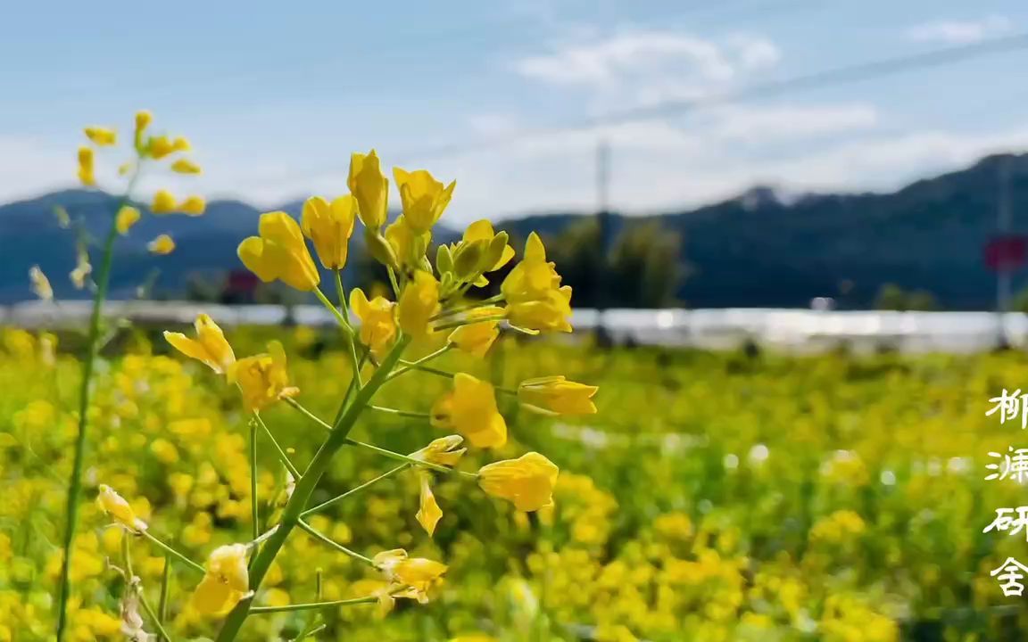 [图]月光仔、月嬷嬷，喊你下来食擂茶.....