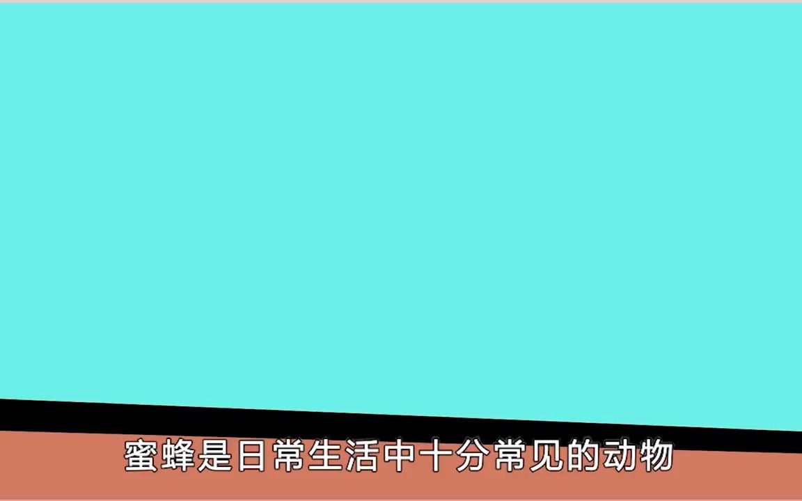 4个关于蜜蜂很酷的事实,为什么蜜蜂蛰了你之后不能存活?哔哩哔哩bilibili