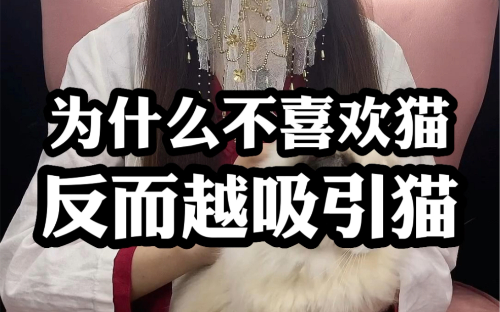 为什么不喜欢猫,反而越吸引猫?哔哩哔哩bilibili