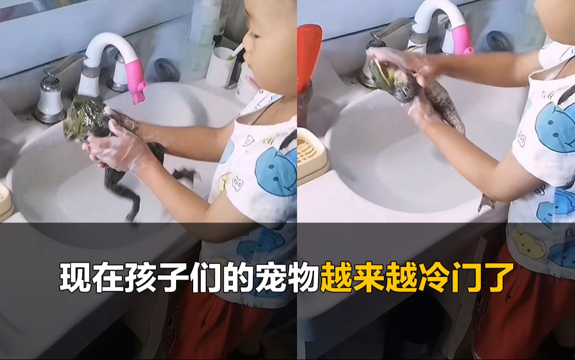 孩子们的宠物越来越冷门,萌娃认真给宠物蛙洗澡哔哩哔哩bilibili