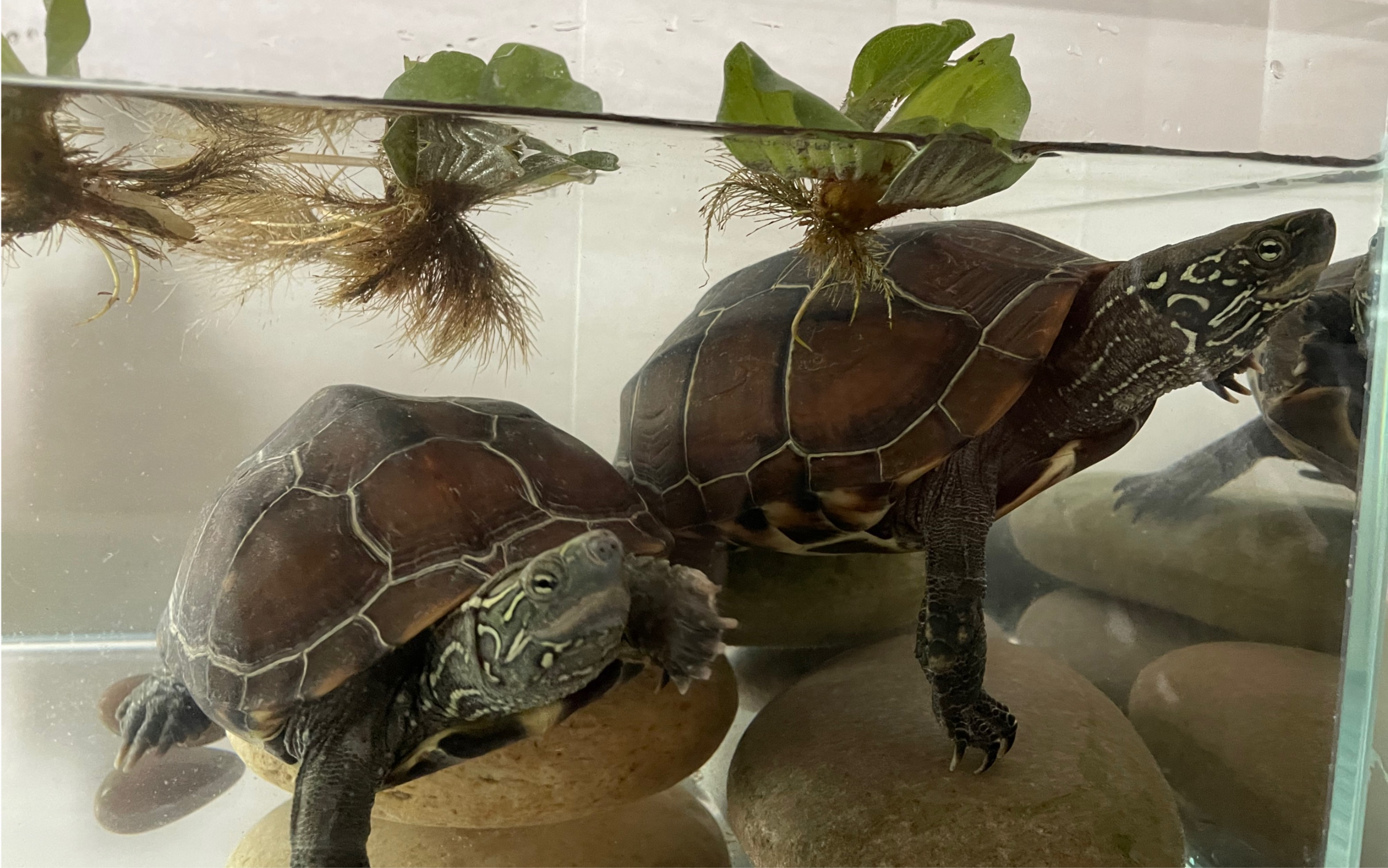 又开新缸(金线草龟缸)