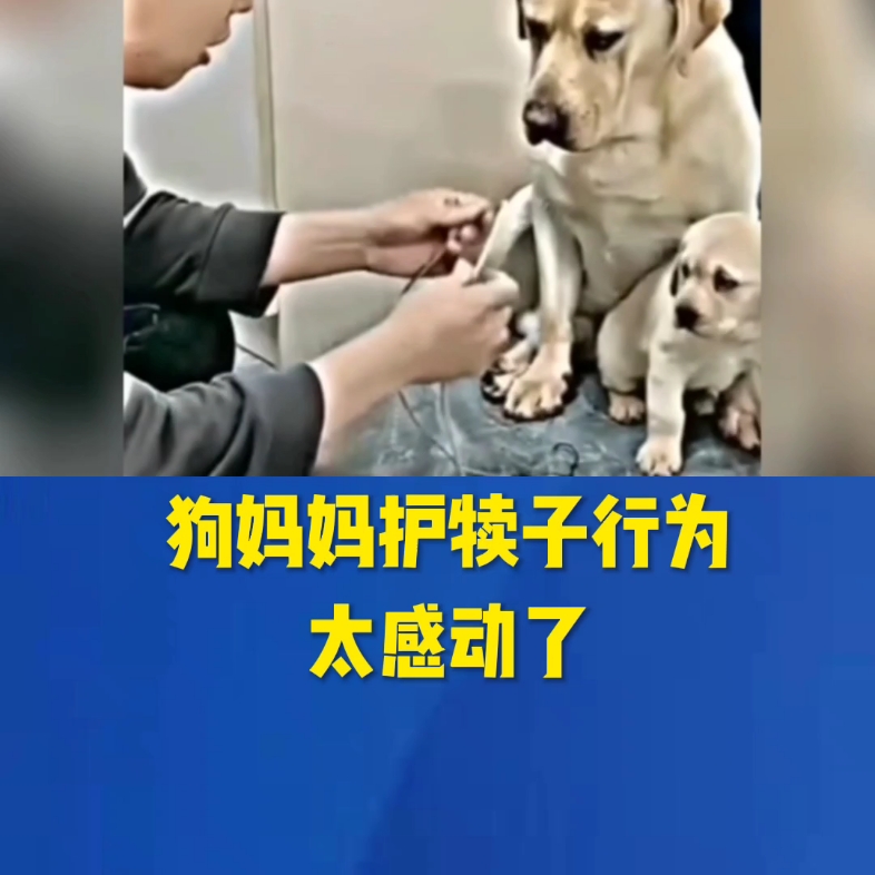狗妈妈的护犊子行为太可爱了