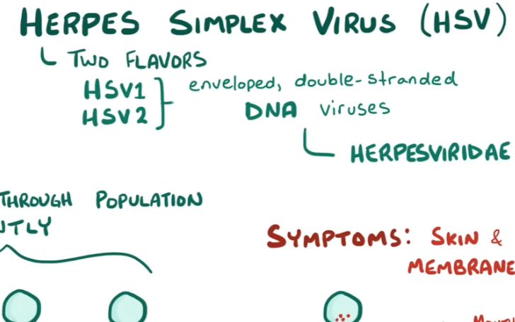 【搬运osmosis】Herpes (oral & genital)哔哩哔哩bilibili