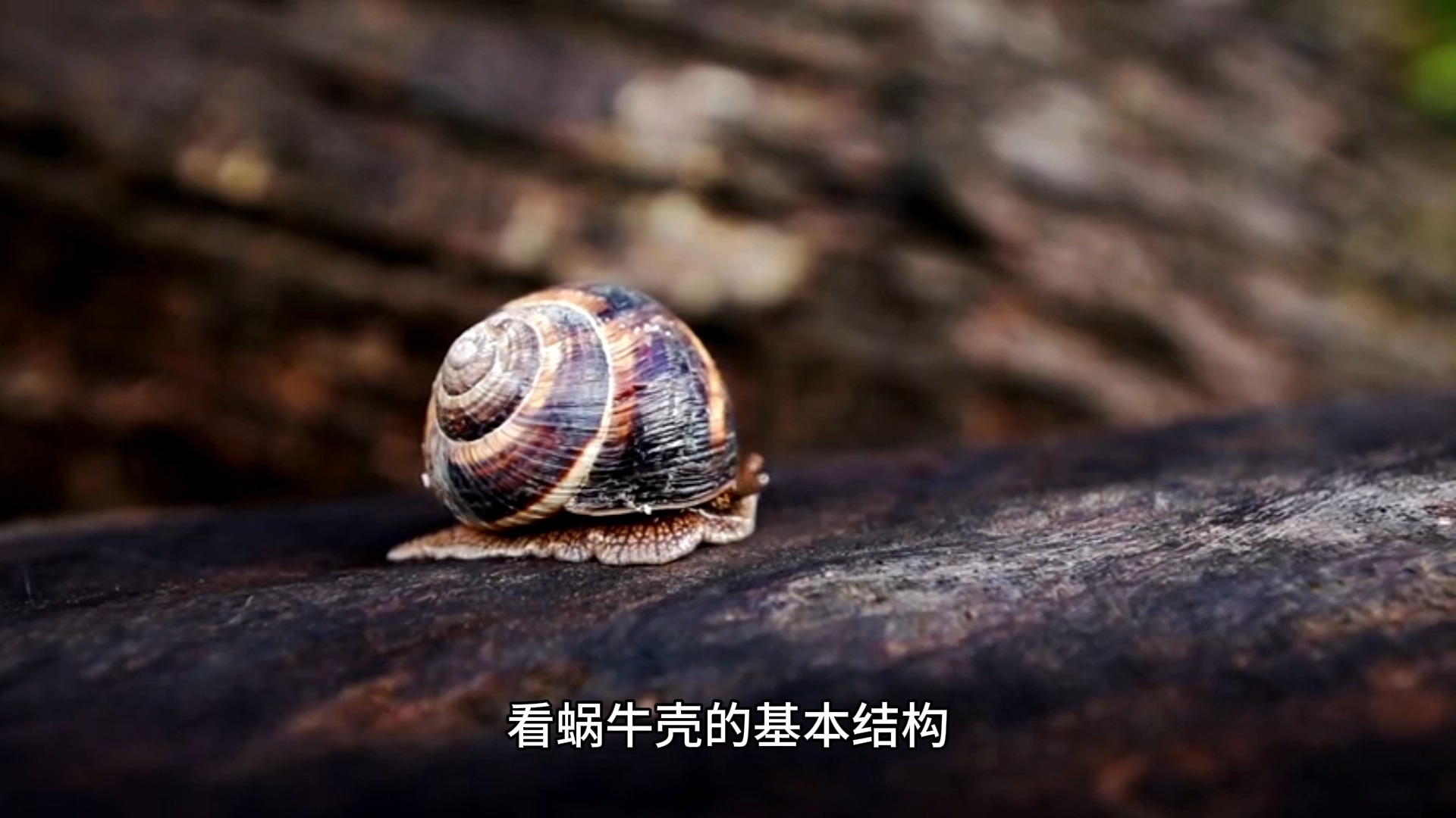 蜗牛壳形成的科学过程:自然的建筑奇迹