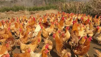 散养土鸡不容易