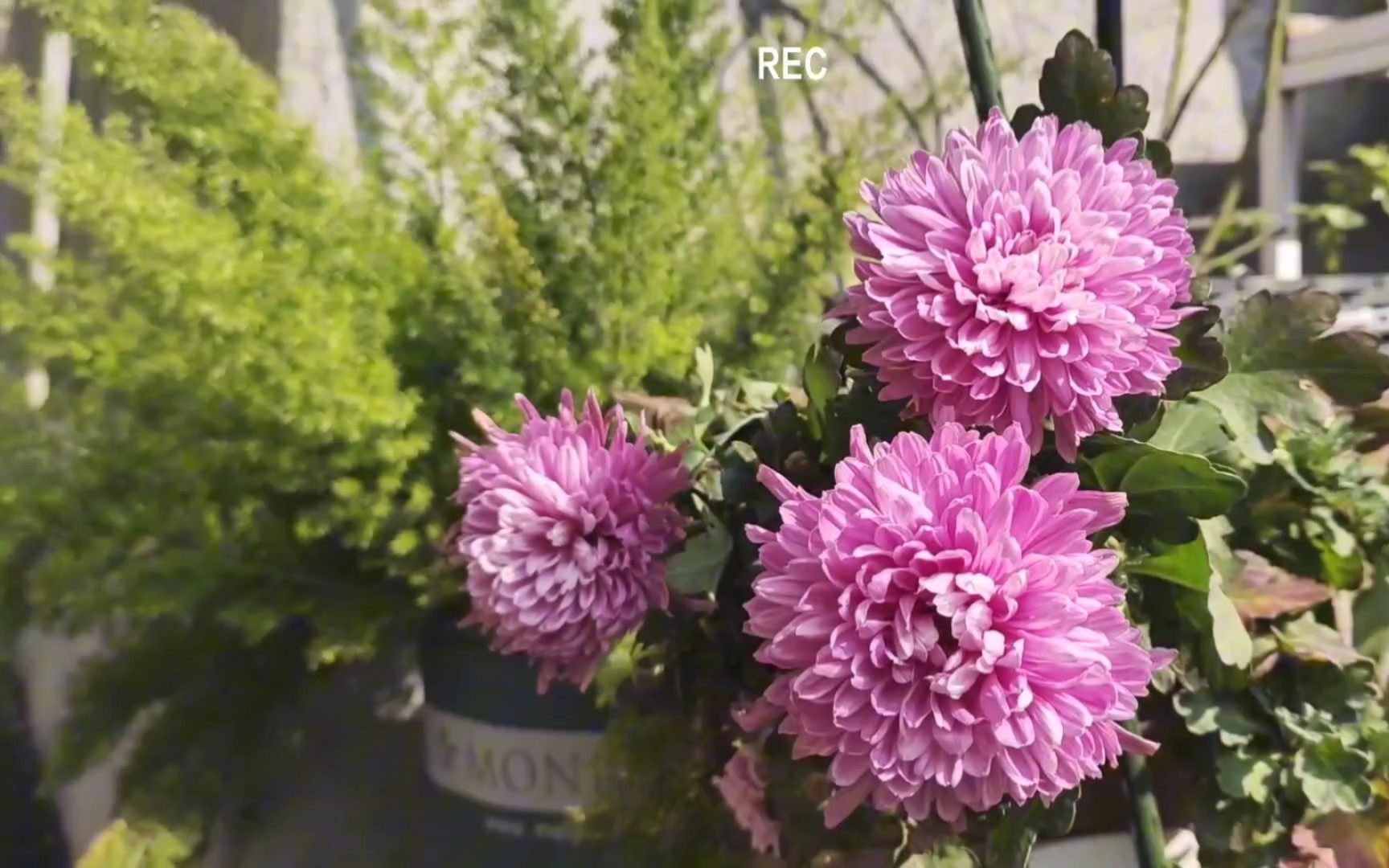 这款仙气的粉嫩色菊花,它是莲花座的花型,属大花品种