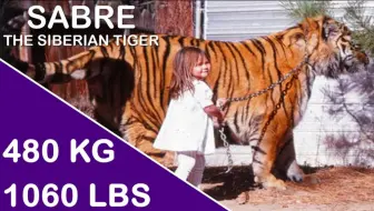 东北虎林园最大的东北虎重3kg 不愧是世界公认的最大猫科动物 哔哩哔哩 Bilibili