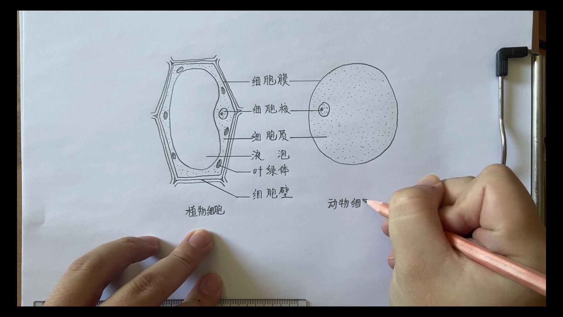 [图]1、如何画细胞的结构图