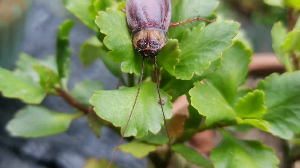 蟑螂是我们生活中经常见到的害虫,被我们称为"打不死的小强".