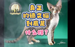 Download Video: 德文卷毛猫硬核科普，真正的德文到底什么样