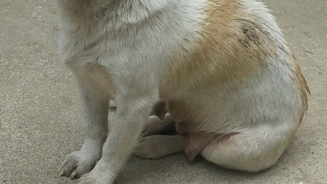 祖传老母狗一只