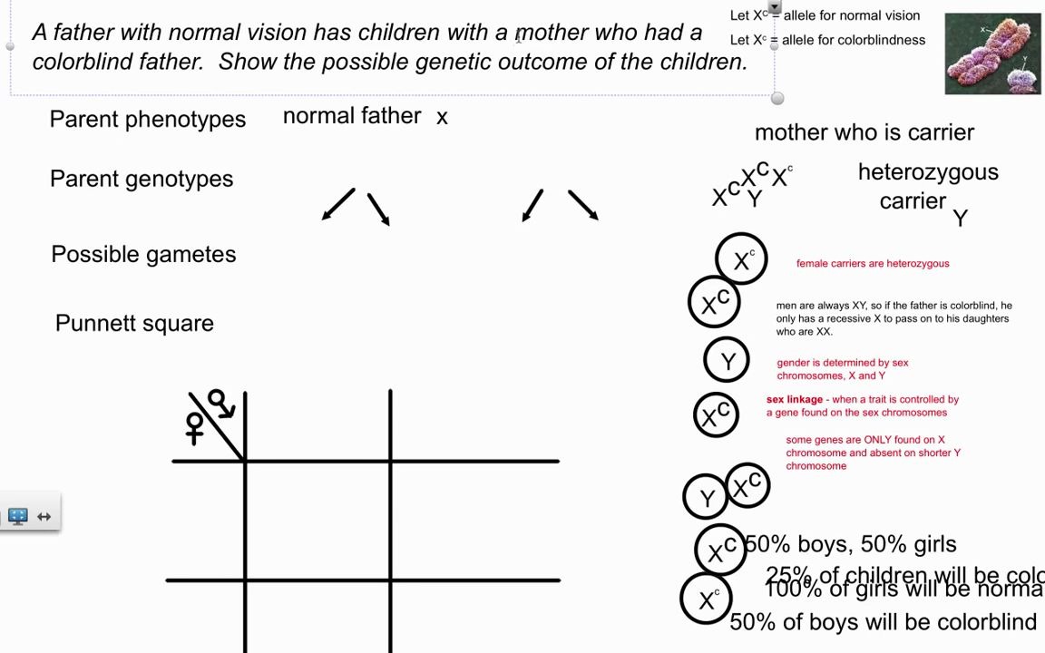 10 genetic crosses - sex linkage (ib biology)