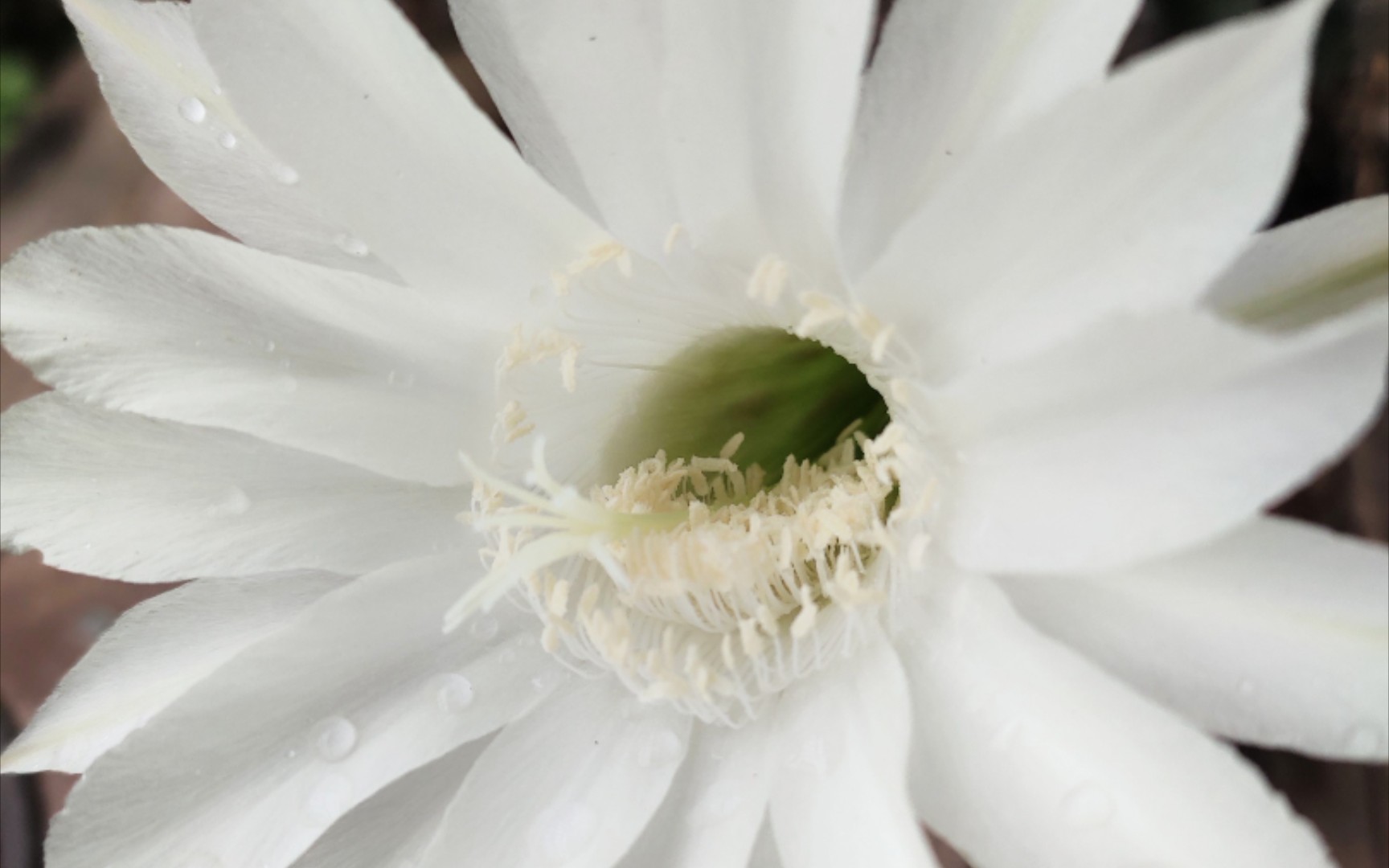 花花花一朵仙人球花