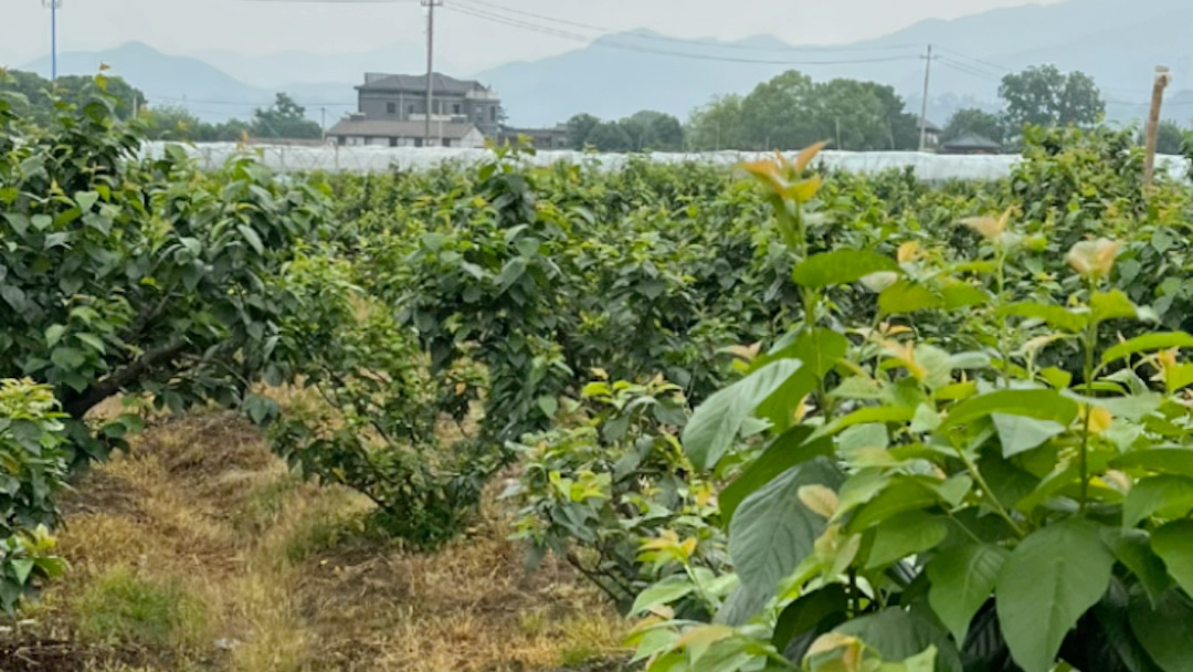 [图]“建行裕农通杯”第六届浙江省大学生乡村振兴创意大赛，浙江农林大学烈火炼真金，“心泊汪巷，梦旅状元”