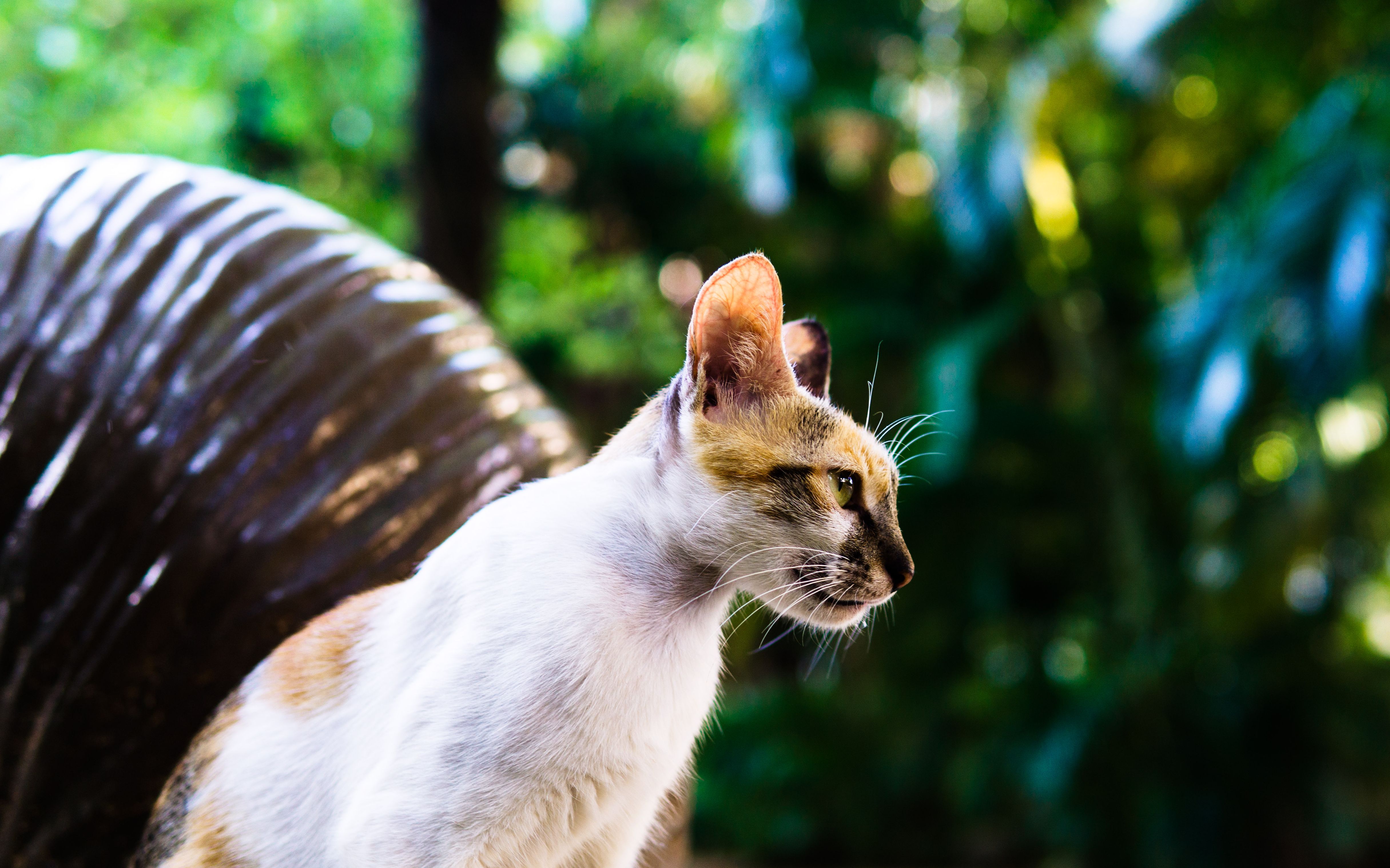 [图]学校猫咪实拍