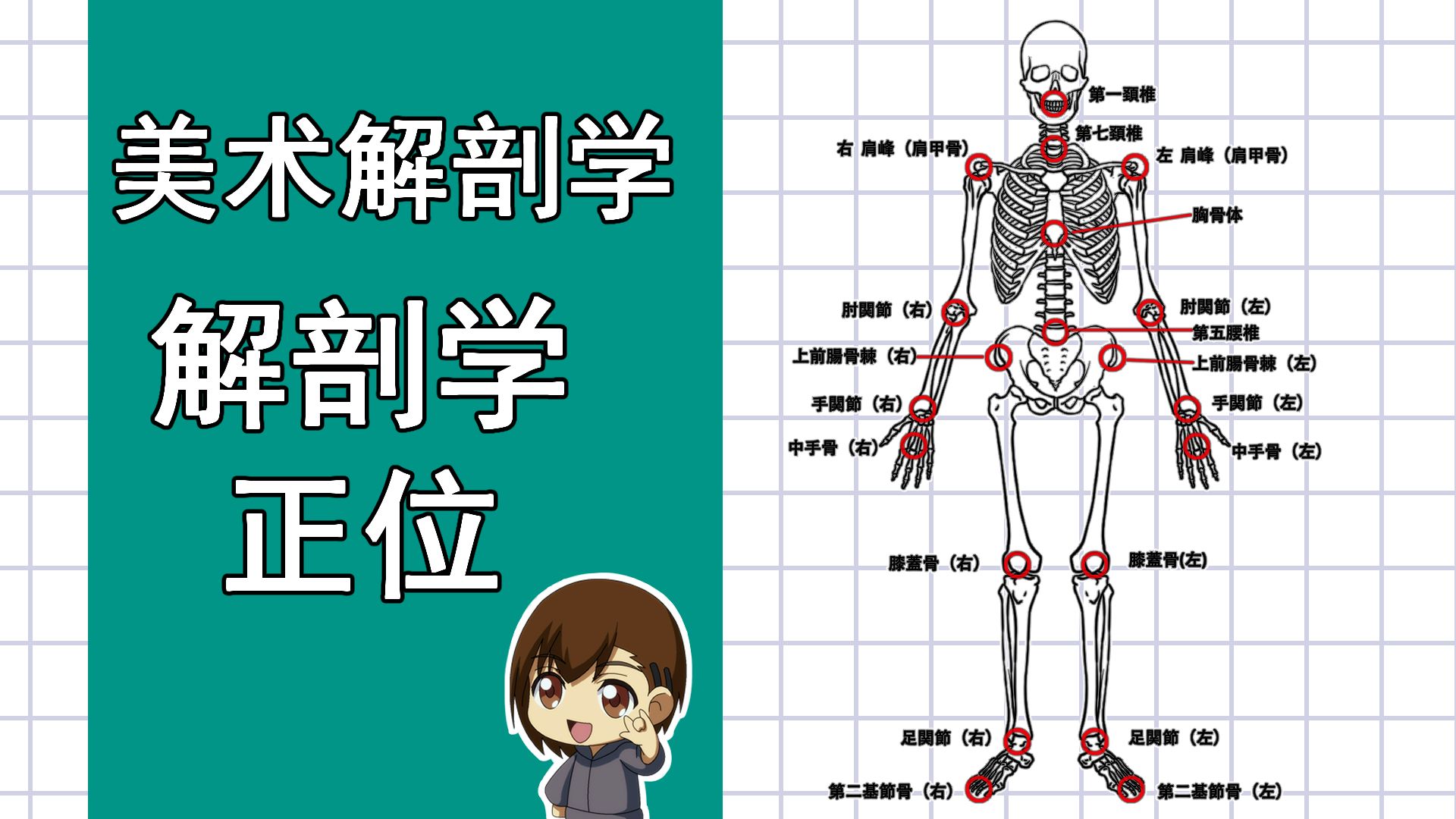 美术解剖学-35-解剖学正位