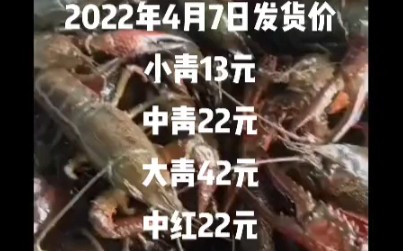 湖北小龙虾养殖基地直供全国发货 湖润水产2022年4月7日发货价小青13元中青22元大青42元中红22元大红55元哔哩哔哩bilibili