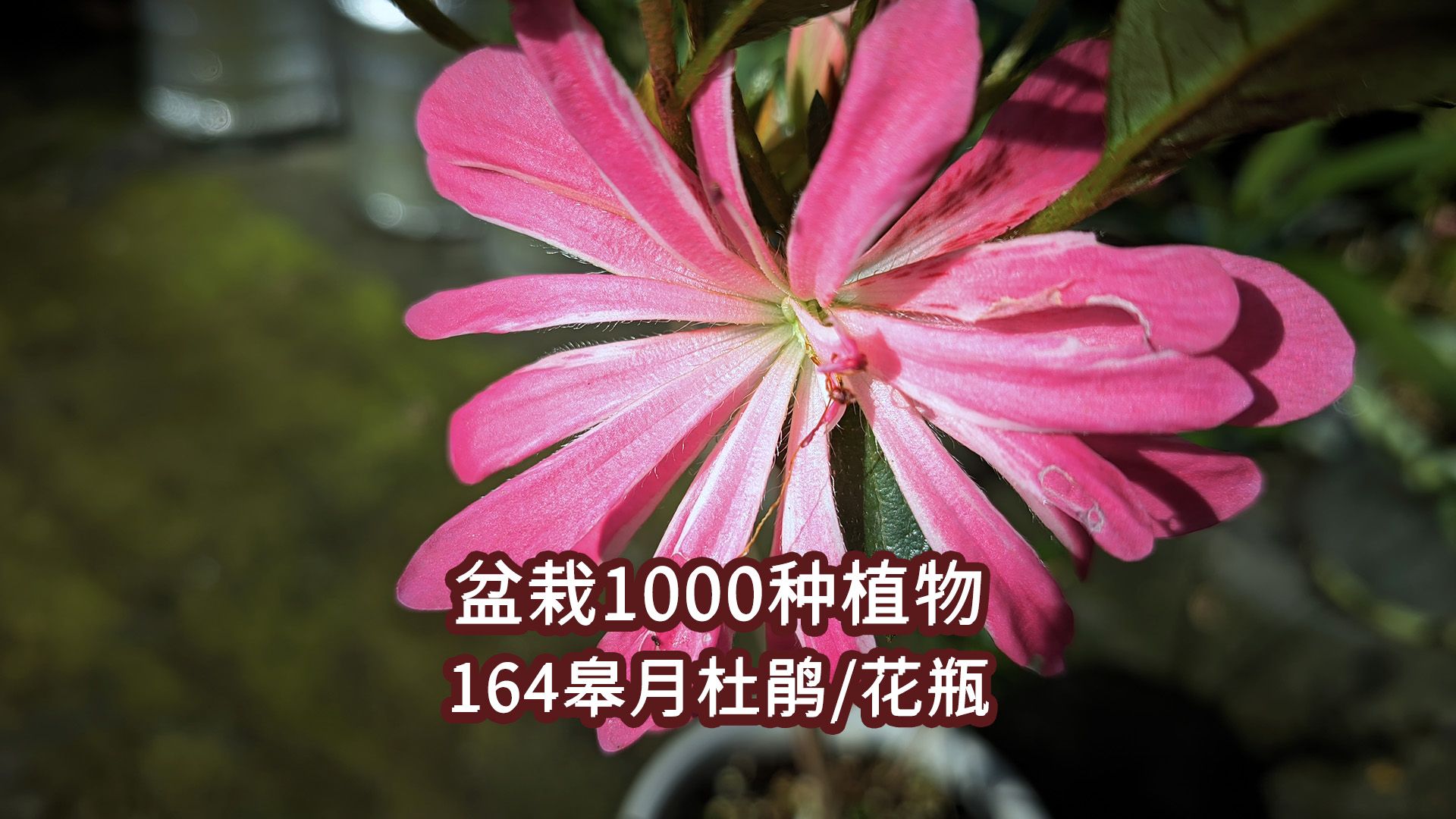 盆栽1000种植物|164 皋月杜鹃(花瓶)