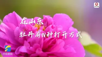 Download Video: 花可美容、蕊可泡茶、籽可榨油、根可入药，好看好吃好用……在山东，牡丹有N种打开方式。四月牡丹季，山东邀您共赴一场国色天香之约。 #最美人间四月天