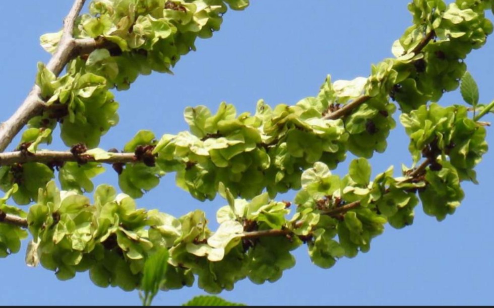 现在正吃榆钱花的季节!错过了又要等一年,朋友们可以试一试!