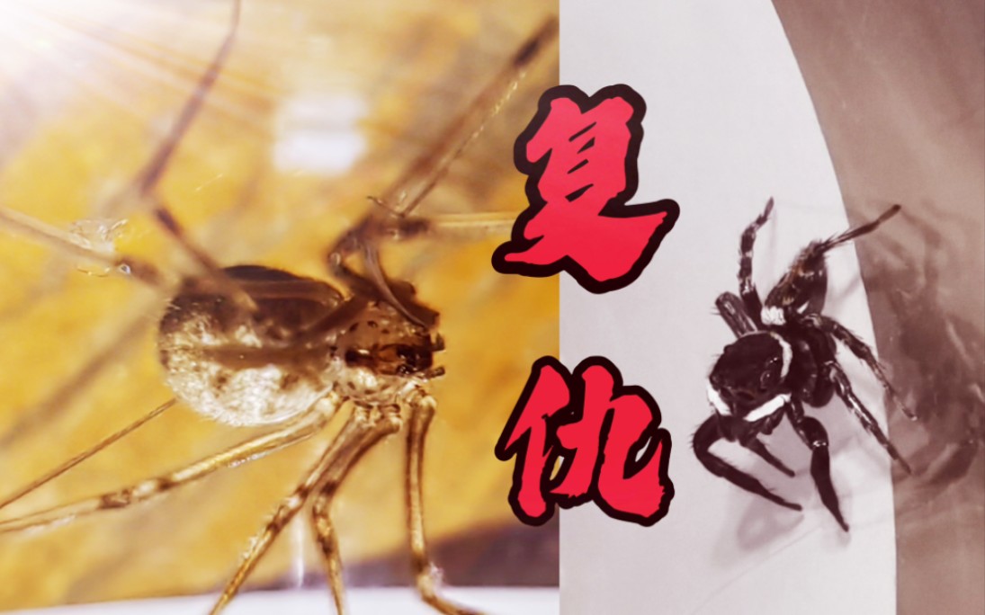 【仇要报,时候已到】球状环蛛天神下凡完胜安德逊蝇虎,为佛若小幽灵蛛