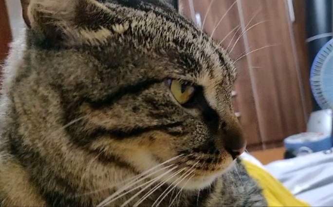 【狸花猫】前方大脸,谨慎点开