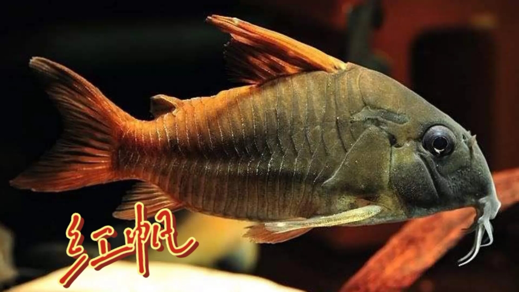 比较珍贵的鼠鱼品种,红帆鼠超级红帆鼠
