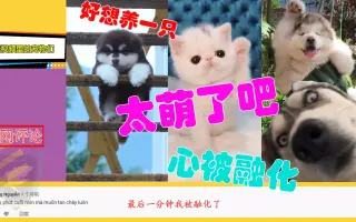 中国短视频宠物们萌翻外网，国外网友：心被融化了