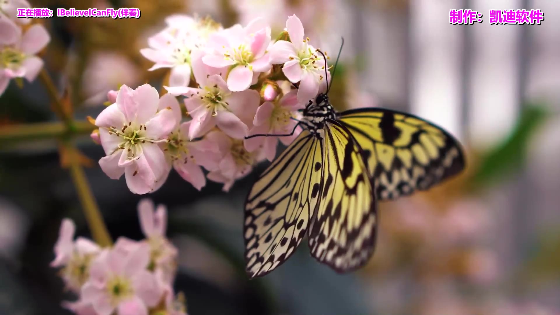 [图]经典老歌曲500首下载《IBelieveICanFly(伴奏