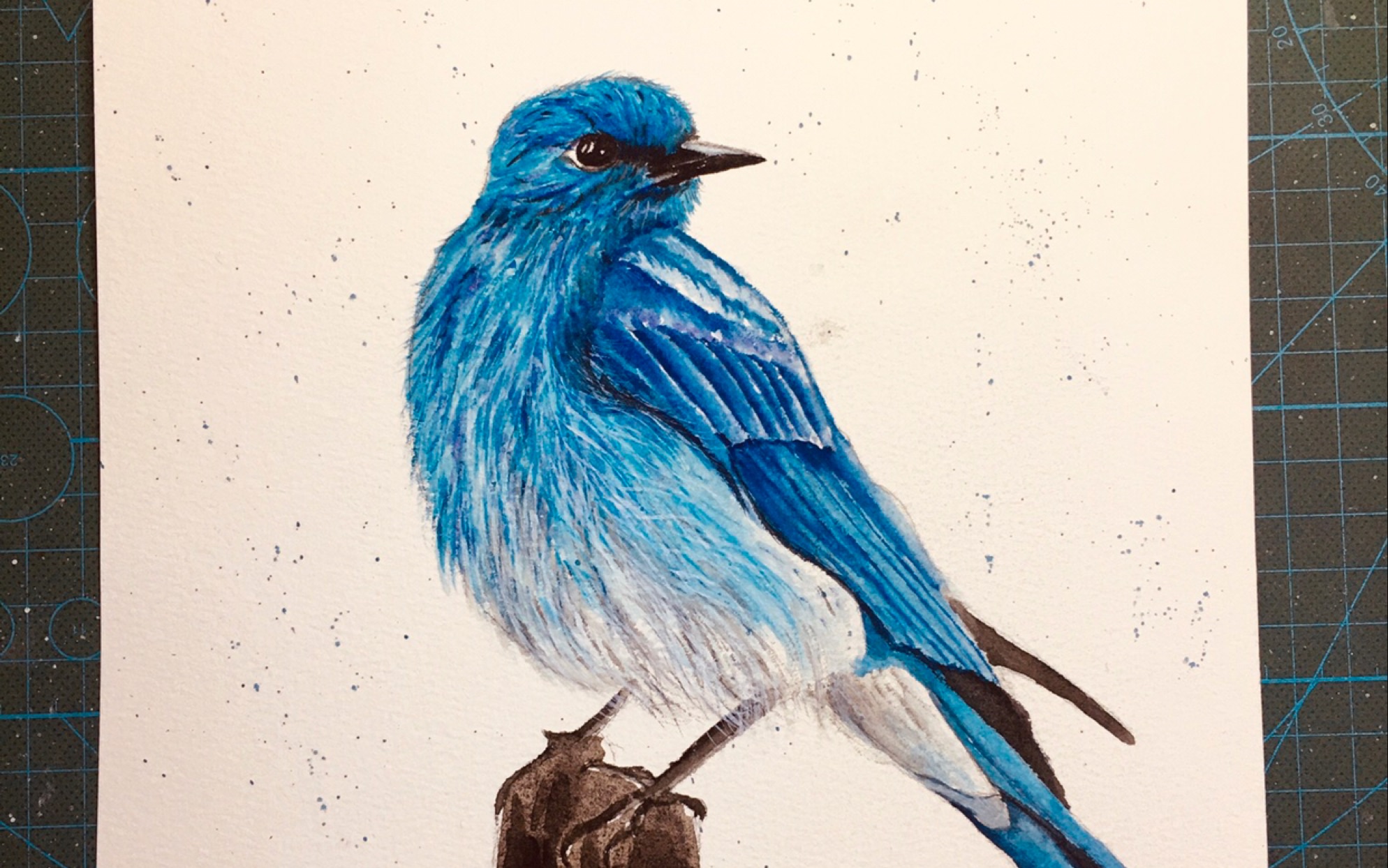 水彩教程鸟蓝色系