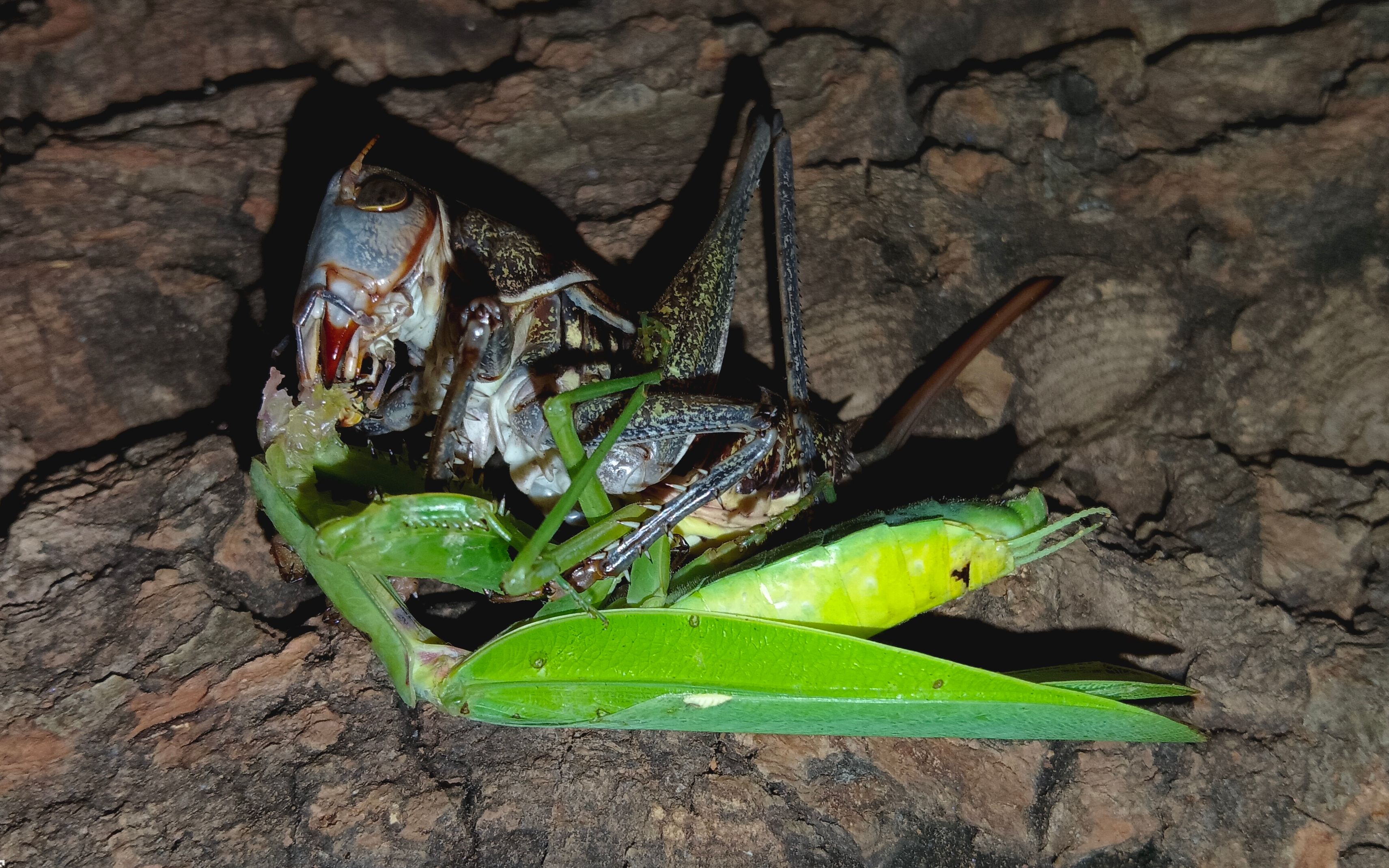 后撤躲闪爆头!广斧螳vs隆线蝈螽