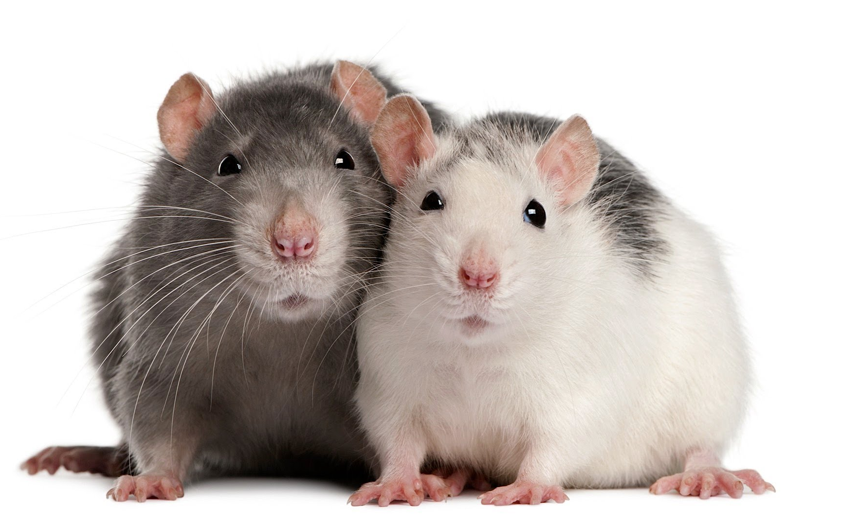 osu rats~rats~we are the rats