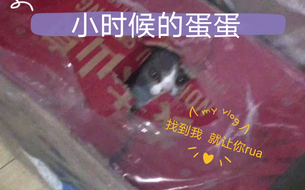 【王蛋蛋】英短蓝猫猫猫 蛋蛋小时候样子真的好可爱粘人精 玩玩具都要到你面前 调皮捣蛋又聪明机灵 cut1哔哩哔哩bilibili