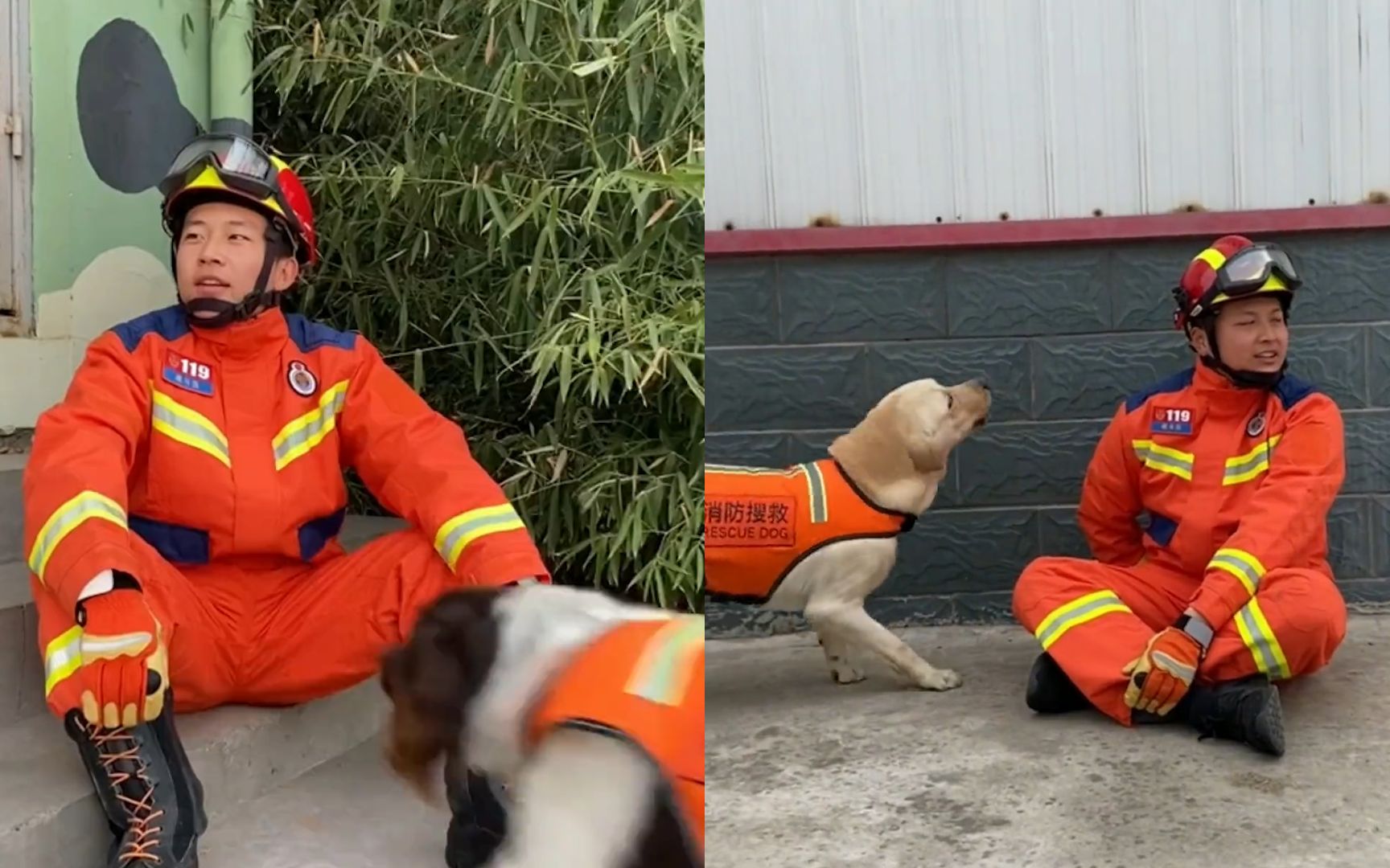 [图]当消防员不停喊搜救犬名字，假装没看到它们时，搜救犬的反应绝了