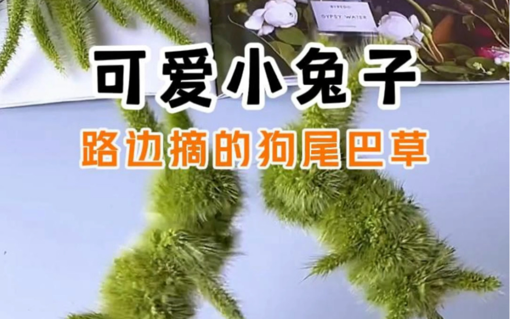 狗尾巴草做的兔子图片