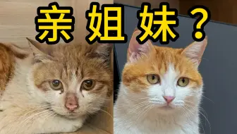 找到了我家猫失散多年的亲人！