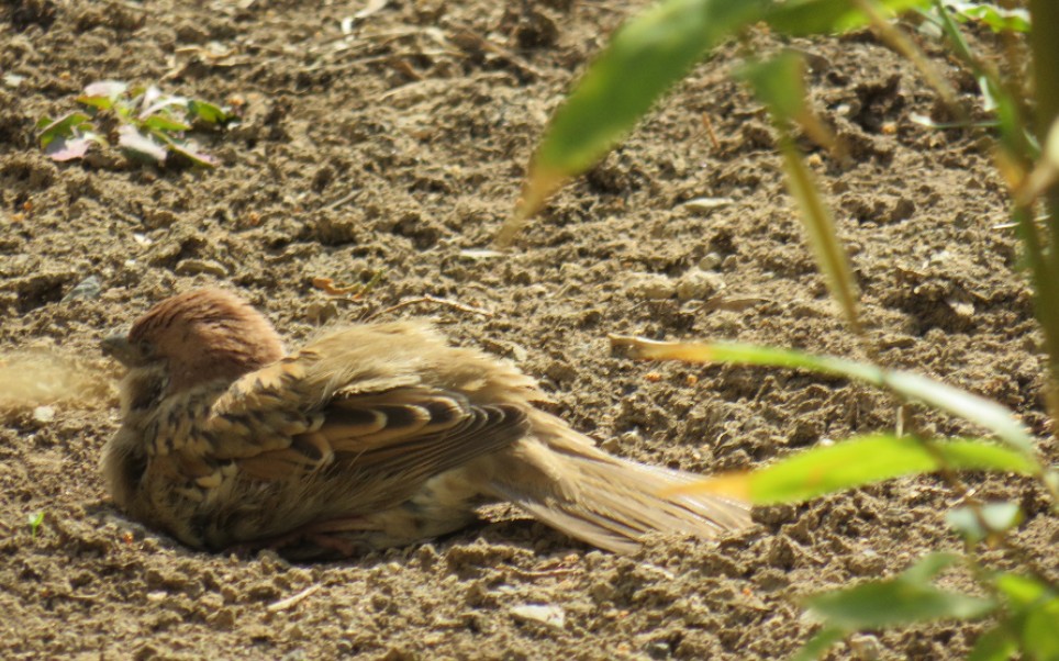 小麻雀用沙子洗澡,太可爱了