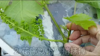 葡萄花序少的主要成因及补救措施 哔哩哔哩 Bilibili