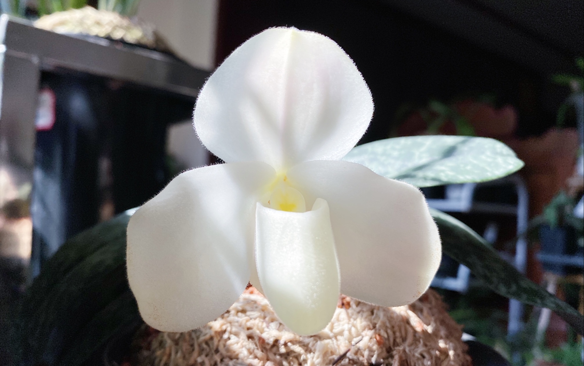 同色兜兰白素个体