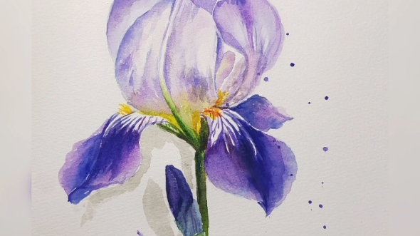 水彩鸢尾花