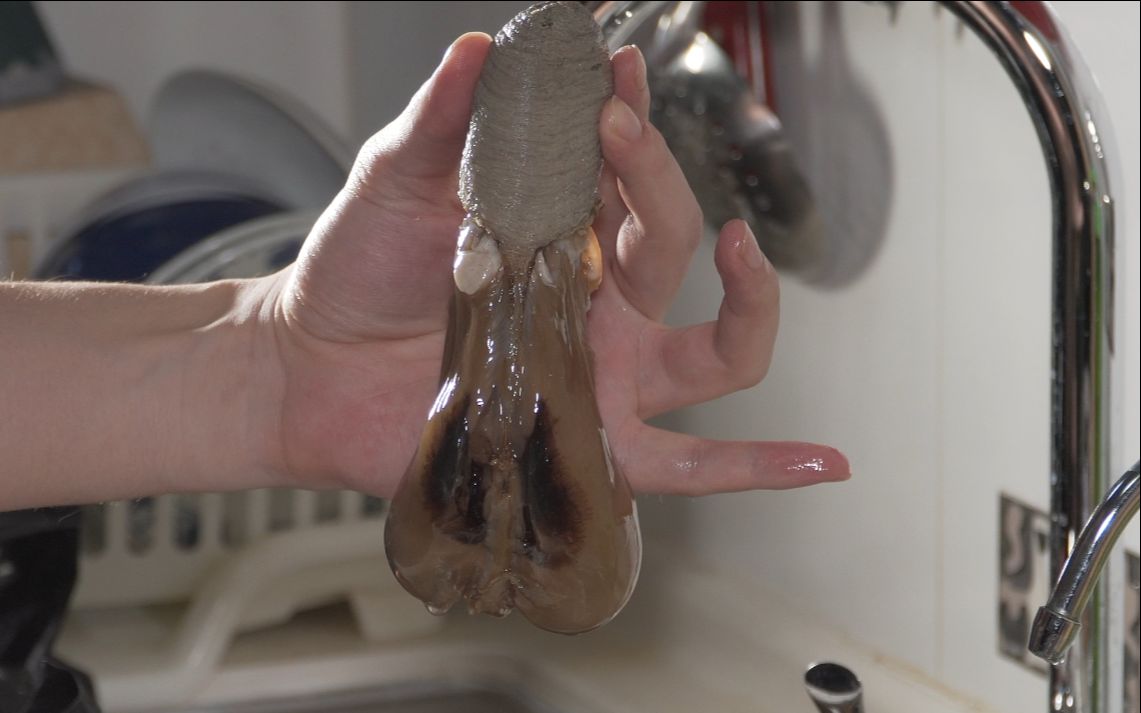 听说过象拔蚌没吃过弄一只尝尝容易引起不适慎入