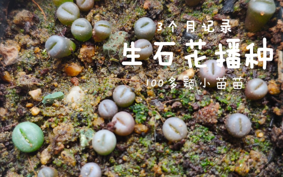 【生石花播种】4月-7月,仙逝2颗小苗～伤心